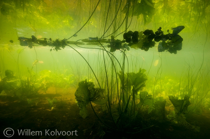 Gele plomp (Nuphar lutea) in het landschap.