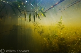 Landschap met fijn hoornblad (Ceratophyllum submersum).