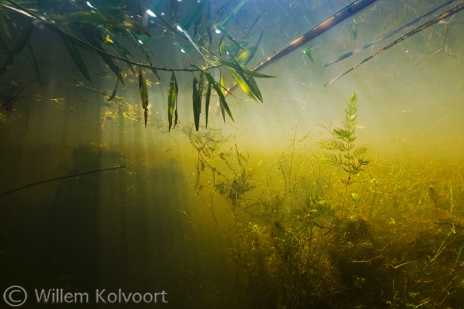 Landschap met fijn hoornblad (Ceratophyllum submersum).