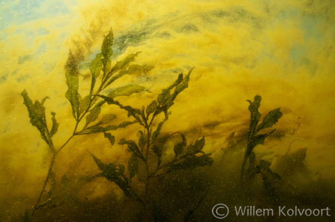 Shining Pondweed in the Algae