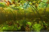 Gele Plomp (Nuphar lutea) in de bosvijver.