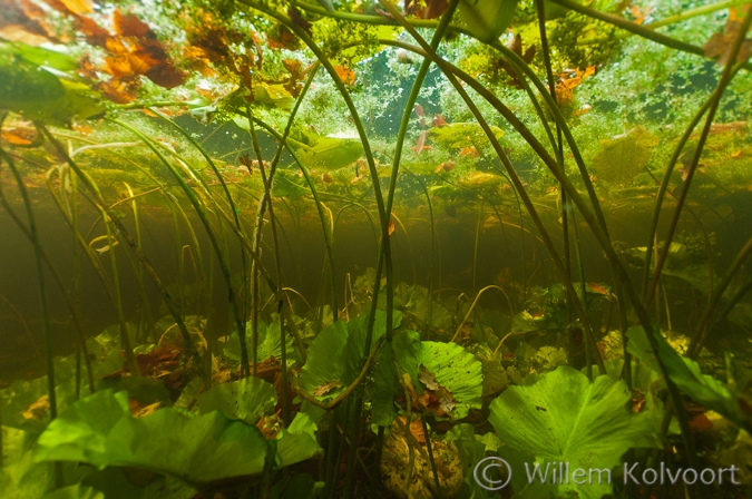 Gele Plomp (Nuphar lutea) in de bosvijver.