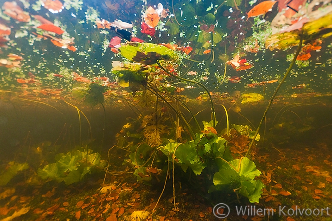 Herfst in de bosvijver.