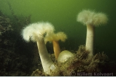 Plumose anemone ( Metridium senile )