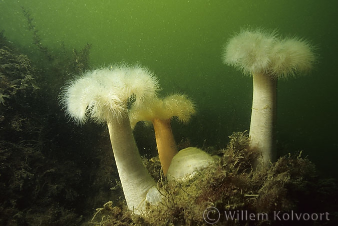 Plumose anemone ( Metridium senile )