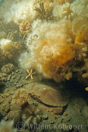 Landscape with Edible crab ( Cancer pagurus )