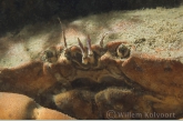 Edible crab ( Cancer pagurus )