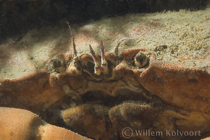 Portret noordzeekrab ( Cancer pagarus )