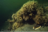 Landschap met kreeft ( Homarus gammarus )