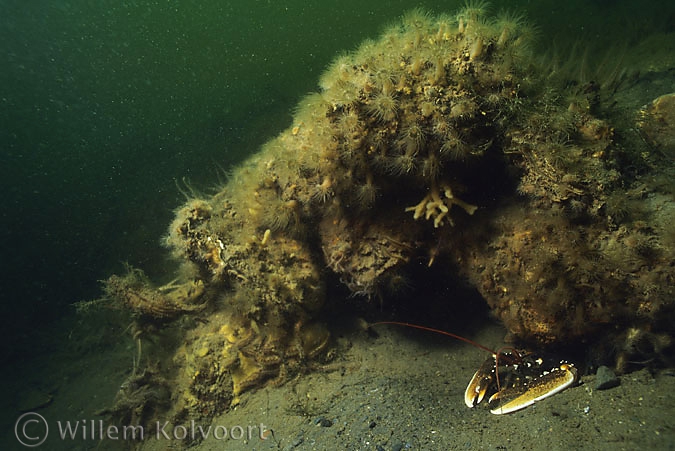 Landschap met kreeft ( Homarus gammarus )