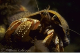 Common Hermit Crab ( Pagurus bernhardus )