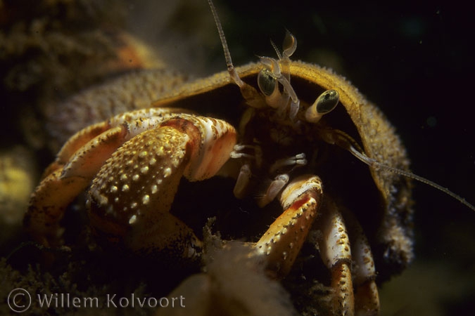 Common Hermit Crab ( Pagurus bernhardus )