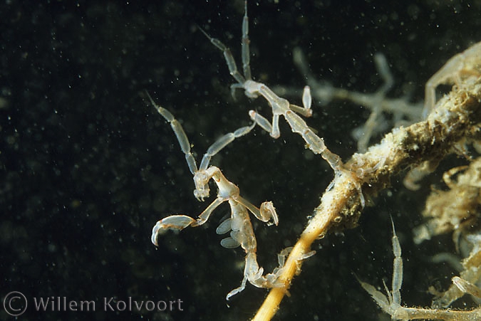 Ghost shrimp ( Caprella linearis )