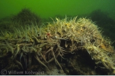 Common Brittlestar ( Ophiotrix fragilis )