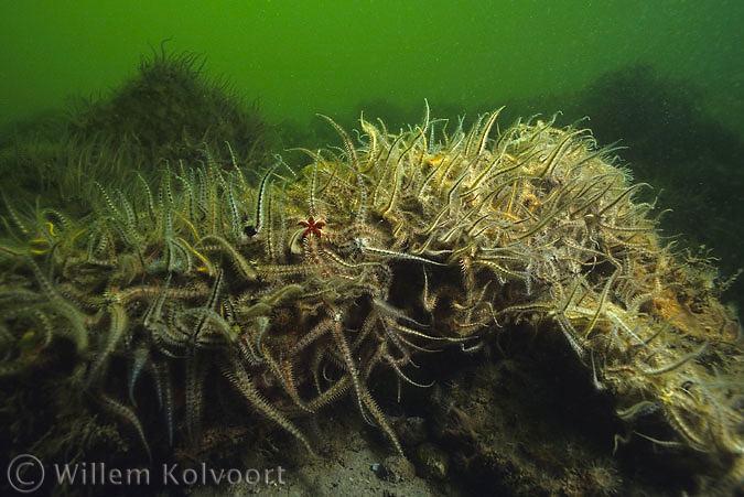 Landschap met brokkelsterren ( Ophiotrix fragilis )