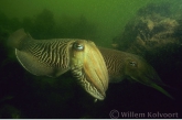 Common Cuttlefish ( Sepia officinalis )