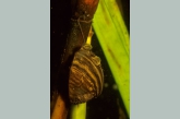 Zebra mussel ( Dreissena polymorpha )