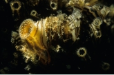 Zebra mussel ( Dreissena polymorpha )