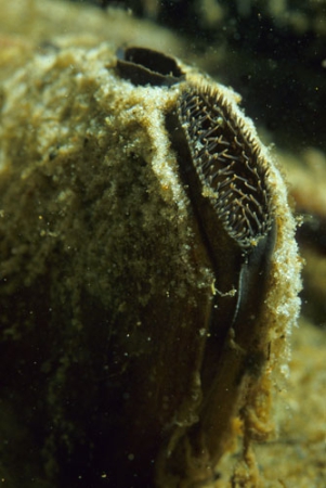 Swan mussel ( Anodonta cygnea )