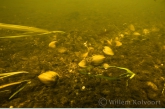 Aziatische korfmossels (Corbicula fluminea) in de Niers.