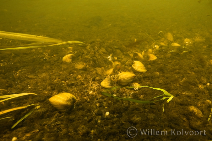 Aziatische korfmossels (Corbicula fluminea) in de Niers.