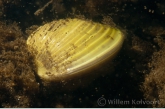 Aziatische korfmossel ( Corbicula fluminea ) in de Niers.