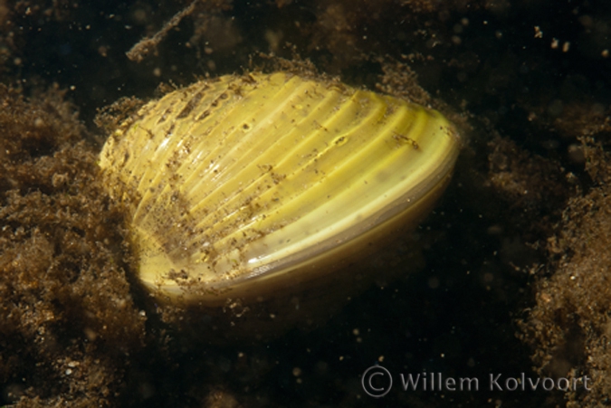 Aziatische korfmossel ( Corbicula fluminea ) in de Niers.