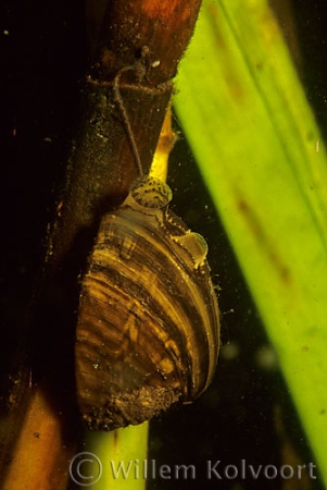 Driehoeksmossel ( Dreissena polymorpha ).