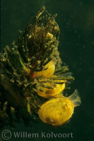 Erwtenmossels ( Pisidium amnicum ).