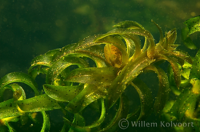 Erwtenmossel ( Pisidium amnicum ) in waterpest.