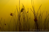 Pea mussels ( Pisidium amnicum )