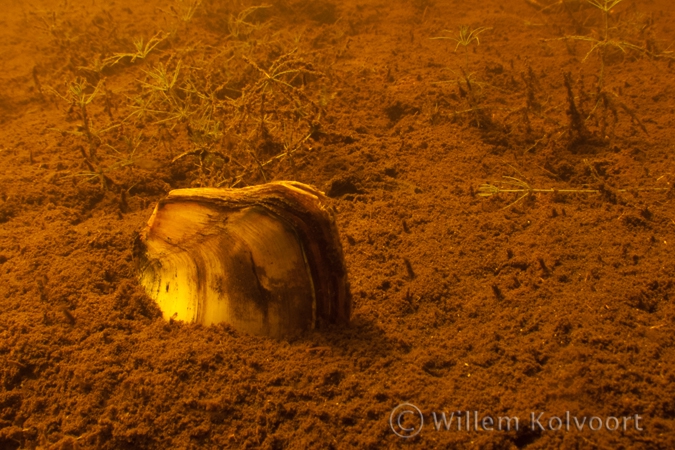 Swan mussel ( Anodonta cygnea )