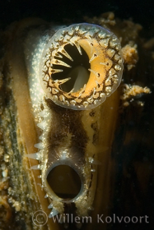 Zebra mussel ( Dreissena polymorpha )