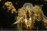 Zebra mussel ( Dreissena polymorpha ) with Pond olive ( Cloëon dipterum ) larva 