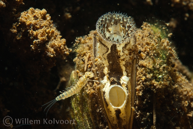 Driehoeksmossel ( Dreissena polymorpha ) met haft larve.