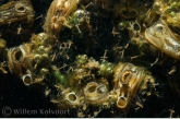 Zebra mussels ( Dreissena polymorpha ) with hydra