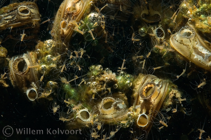 Driehoeksmossel ( Dreissena polymorpha ) met hydra's.