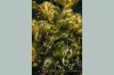 Zebra mussels ( Dreissena polymorpha ) with hydra