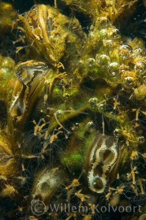 Driehoeksmossel ( Dreissena polymorpha ) met hydra's.