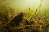 Swan mussel ( Anodonta cygnea )