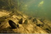 Swan mussel ( Anodonta cygnea )