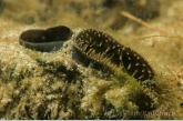 Zwanenmossel ( Anodonta cygnaea ) close up.