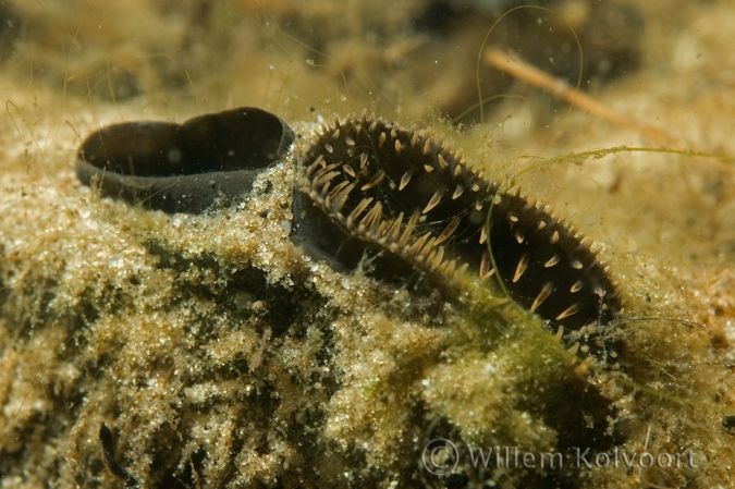 Zwanenmossel ( Anodonta cygnaea ) close up.