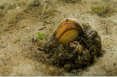 Swan mussel ( Anodonta cygnea ) with zebra mussels 