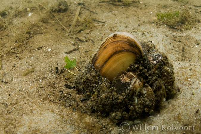 Zwanenmossel (Anodonta cygnaea ) met driehoeksmossels .