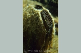 Zwanenmossel ( Anodonta cygnaea ) close up.