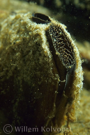 Zwanenmossel ( Anodonta cygnaea ) close up.