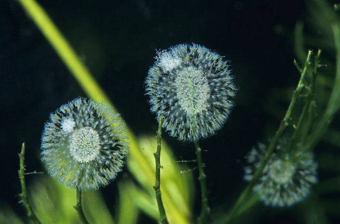 Wheel animalcules ( Sinantherina ) close up