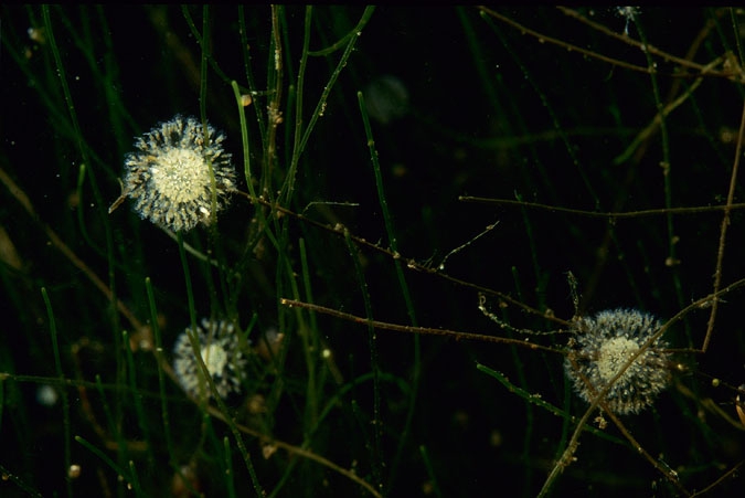 Hart raderdiertjes kolonies (Lacinularia flosculosa) .