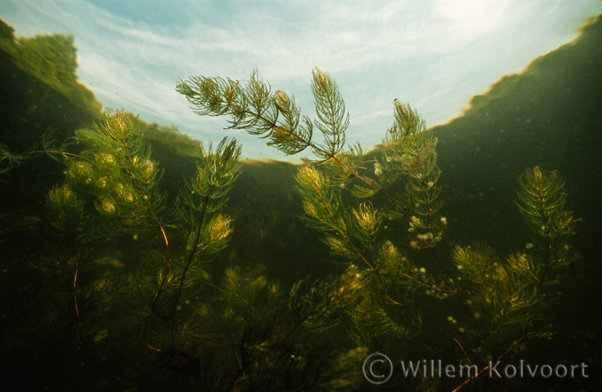 Hart raderdiertjes ( Lacinularia flosculosa) . 